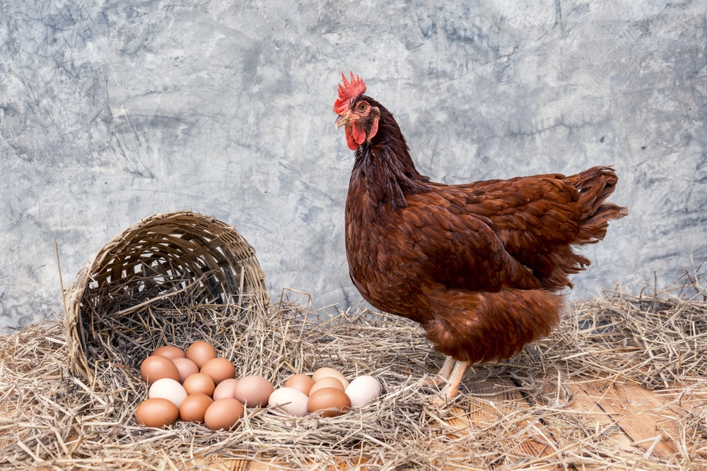 L’œuf et la poule…